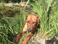 II II Tragzeit Hund • │Wie lange tragen Hunde│Erklärung│Info