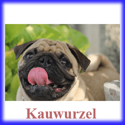 kauwurzel für Hunde kauwurzel für Hunde