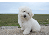 Tragerucksack für Hunde bis 10kg Tragerucksack für Hunde bis 10kg