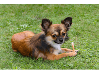 tragerucksack für hunde bis 15kg tragerucksack für hunde bis 15kg