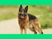 Orthopädische Hundecouch visko Hundecouch orthopädisch