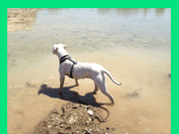 mantrailinggeschirr Mantrailinggeschirr