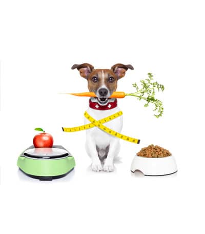 Hundewaage-Diätplan des Hundes überwachen