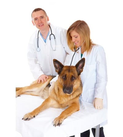 antiallergische Hundebetten