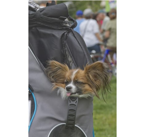 trageruscksack für Hunde 5-20 kg